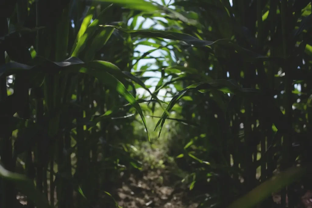 Cañas de cultivo en entorno rural de Ayora, reflejo del equilibrio entre agua, tierra y agricultura tradicional gestionada por la Comunidad de Regantes Fuente Redonda.